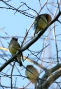 Cedar Waxwing