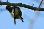 Cedar Waxwing