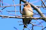 Cedar Waxwing