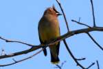 Cedar Waxwing