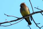 Cedar Waxwing