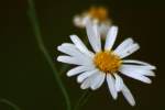 Bushy Aster