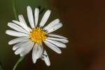 Bushy Aster