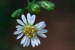 Heath Aster