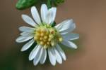 Heath Aster