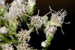 Late-flowering Boneset