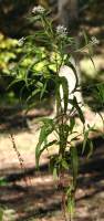 Late-flowering Boneset