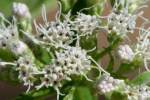 Late-flowering Boneset