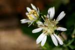 Heath Aster