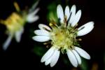 Heath Aster