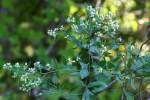 Stinkweed / Stinking Camphorweed