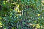 Stinkweed / Stinking Camphorweed