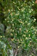 Stinkweed / Stinking Camphorweed