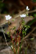 Virginia Spring Beauty