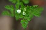 Hairyfruit Chervil