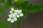 Hairyfruit Chervil