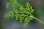 Hairyfruit Chervil