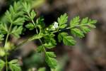 Hairyfruit Chervil