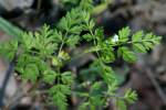 Hairyfruit Chervil