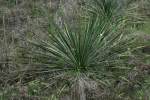 Louisiana Yucca