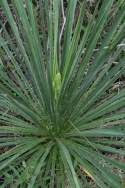 Louisiana Yucca