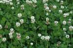 White Clover