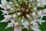 White Clover