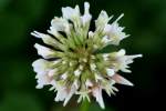 White Clover