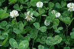 White Clover