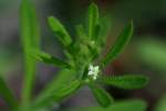 Cleavers - Goosegrass