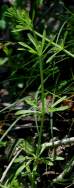 Cleavers - Goosegrass