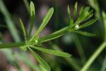 Cleavers - Goosegrass