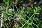 Cleavers - Goosegrass