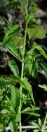 Cleavers - Goosegrass