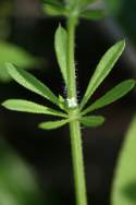 Cleavers - Goosegrass