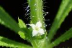 Cleavers - Goosegrass