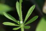 Cleavers - Goosegrass