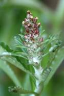 Purple Cudweed