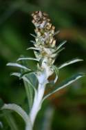 Purple Cudweed