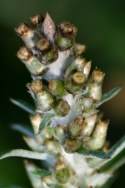 Purple Cudweed