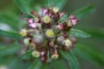 Purple Cudweed