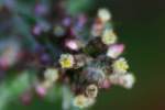 Purple Cudweed