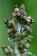 Purple Cudweed