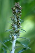 Purple Cudweed