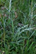 Purple Cudweed