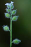 Large Seed Forget-me-not