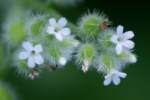 Large Seed Forget-me-not