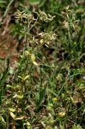 Sticky Chickweed