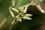 Sticky Chickweed