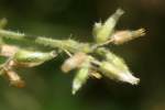 Sticky Chickweed